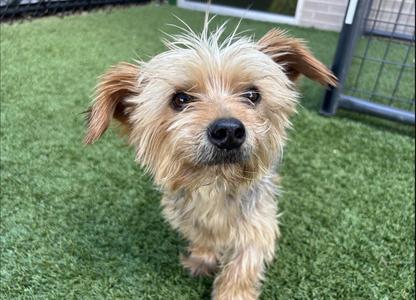 A small, fluffy dog with light brown fur and perked-up ears standing on green artificial grass.