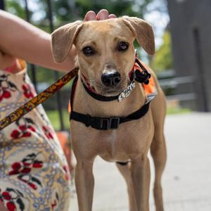 Immortelle, Mixed Breed, adult, available for adoption