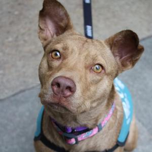 A close-up of a brown dog with large ears and expressive eyes, wearing a blue harness and a pink collar.