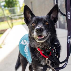 Lamine Yamal, Australian Cattle Dog / Blue Heeler, adult, available for adoption