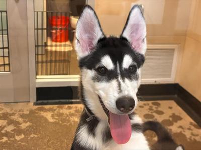 NANI, Siberian Husky, puppy, available for adoption