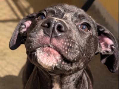 WRANGLER, Australian Cattle Dog, puppy, available for adoption