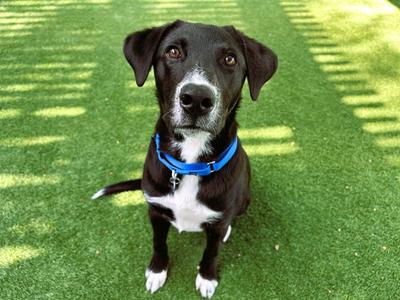 OSCAR, Labrador Retriever and Australian Kelpie, young, available for adoption