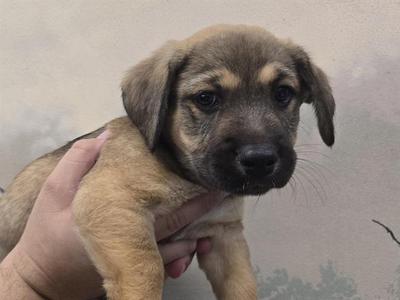 A small brown puppy being held by a person's hand.
