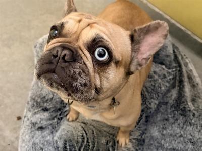 CHONKETTE, French Bulldog, adult, available for adoption