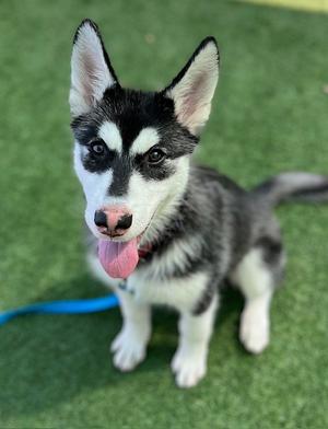LILO, Siberian Husky, puppy, available for adoption