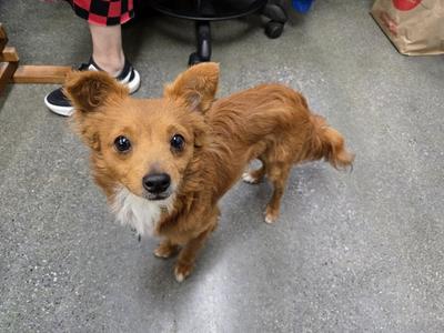 BIRKIN, Chihuahua - Long Haired Mix, adult, available for adoption
