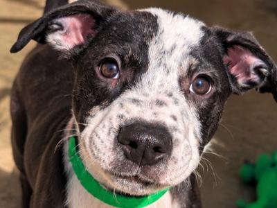 JAKK, Australian Cattle Dog, puppy, available for adoption