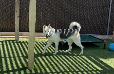TINY, Alaskan Husky, adult, available for adoption