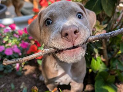 DONUT, Pit Bull Terrier, puppy, available for adoption