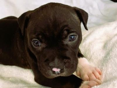 BILLY, Pit Bull Terrier, puppy, available for adoption