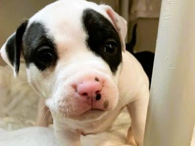 BOBBY, Pit Bull Terrier, puppy, available for adoption