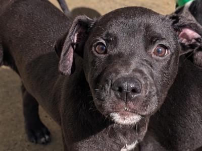 Close-up of a black puppy with big brown eyes and floppy ears, looking directly at the camera.