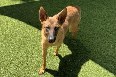 PANCAKE, Belgian Malinois, young, available for adoption