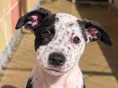 ANNIE OAKLEY, Australian Cattle Dog, puppy, available for adoption