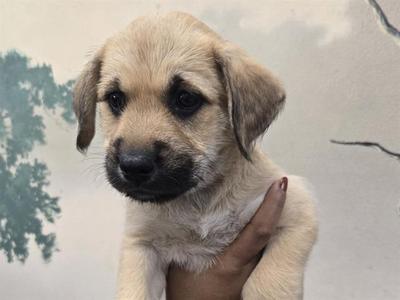 A close-up of a light-colored puppy being held by a person's hand. The puppy has floppy ears, dark eyes, and a black nose, with a slightly sad expression. The background is a painted mural of trees and sky.
