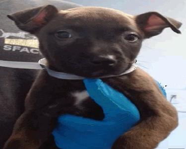 TWYLA, Pit Bull Terrier, puppy, available for adoption
