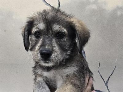 A fluffy puppy with a mix of gray and brown fur, looking directly at the camera.