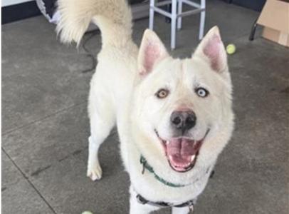 A white husky dog with heterochromia (one blue eye, one brown eye) is looking directly at the camera with its mouth open and tongue out, appearing happy. The dog is standing on a concrete surface and has a green collar.