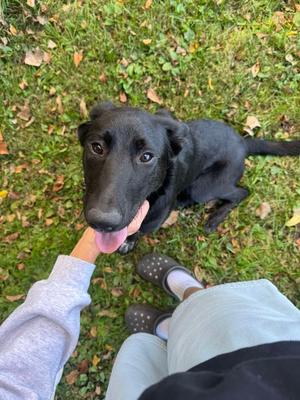 CLYDE, Shepherds (All Types) / Labrador Retriever, young, available for adoption