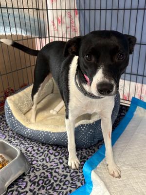 JUNE, Jack Russell Terrier / Chihuahua, available for adoption