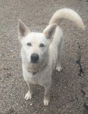 white dog standing on gravel