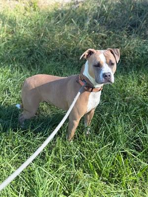KYRA ~ $0 TO ADOPT!!, Mixed Breed / American Bulldog, adult, available for adoption