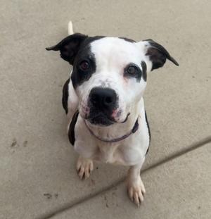 A black and white dog with a white face and black ears, wearing a collar, sitting on a concrete surface and looking up.