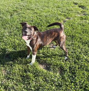 TORI: $0 to adopt + 1 yr FREE Heartworm Prevention, Mixed Breed, adult, available for adoption
