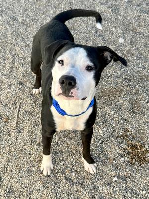 SNOOPY, Mixed Breed, adult, available for adoption