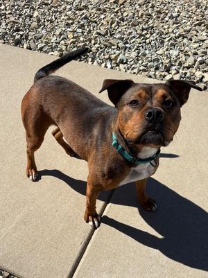 REBA: $0 to Adopt + 1 yr FREE Heartworm Prevention Included!, Rottweiler / American Bully, adult, available for adoption