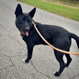 MARCO: $0 to Adopt!, Shepherd (Unknown Type), adult, available for adoption