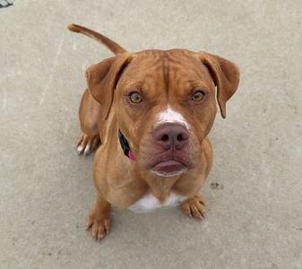 A brown dog with a white chest and a pink collar is sitting on a concrete surface, looking up at the camera.
