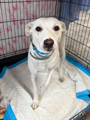 DEZZY, Jack Russell Terrier / Chihuahua, adult, available for adoption