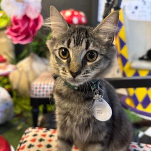 Karl, adult, available for adoption