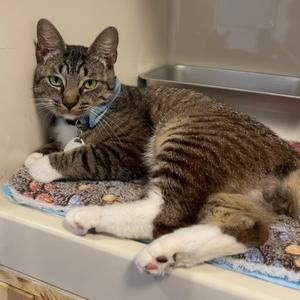 Henry, adult, available for adoption