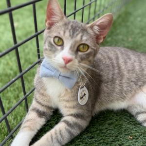 Odin, adult, available for adoption
