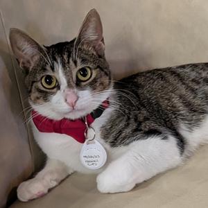 Turtle, adult, available for adoption