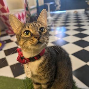 Pixie, adult, available for adoption