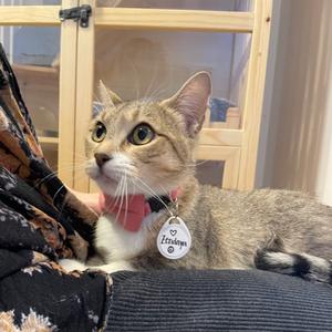 Zendaya, adult, available for adoption