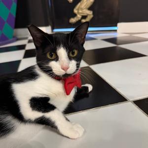 Kiwi, adult, available for adoption