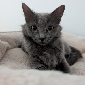 Phoebe, adult, available for adoption
