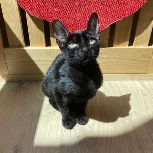 Magic, adult, available for adoption