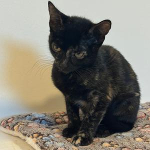 Mocha, adult, available for adoption