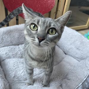 Josie, adult, available for adoption