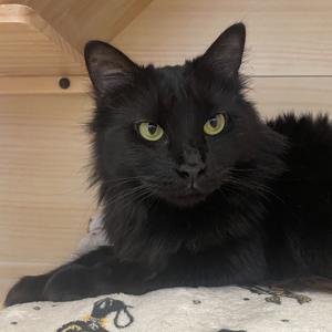 Ms. Pepper, adult, available for adoption