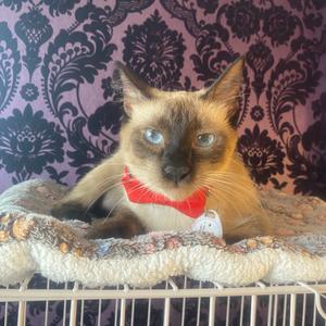 Miso, adult, available for adoption