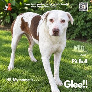 Glee, Terrier, Pit Bull, adult, available for adoption