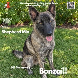 Bonzai, Shepherd, German, adult, available for adoption