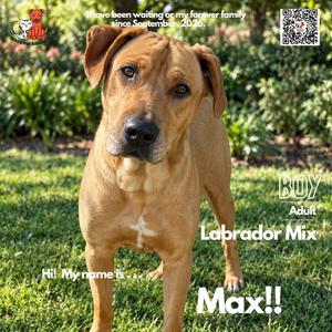 Max, Retriever, Yellow Labrador, adult, available for adoption